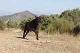 CANE CORSO 109